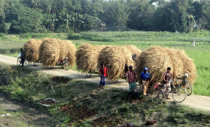 বাজারে নেওয়া হচ্ছে খড়, ছবিটি নীলফামারীর সৈয়দপুর থেকে তোলা